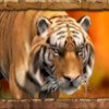 Символ Jungle Spirit - Тигр
